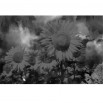 Fototapeta pole słoneczników w kolorze czarno bialym
