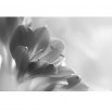 Kliwia | Fototapeta kwiaty