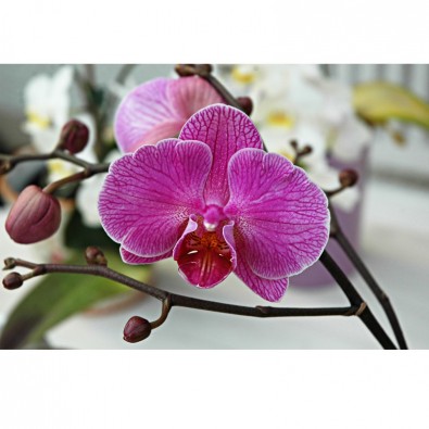 Fototapeta gałązka z kwiatuszkami orchidei