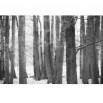 Fototapeta drzewa zimą- czarno białe