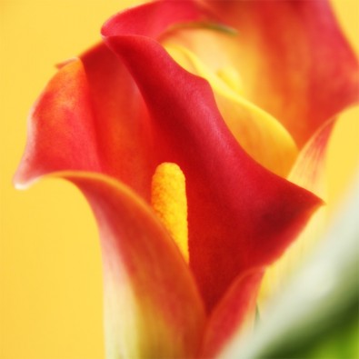 Fototapeta żółto czerwony kwiatostan