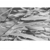 Fototapeta trzcina - zmiana koloru na czarno biały