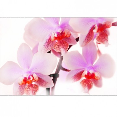 AS_Orchidea V