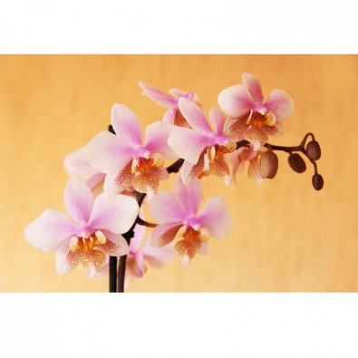 Fototapeta łososiowa orchidea