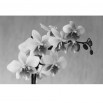 Fototapeta łososiowa orchidea w kolorze czarno białym