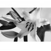 Fototapeta romantyczna lilija w kolorze czarno białym