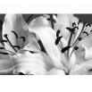 Fototapeta aksamitna natura liliowcaw kolorze czarno białym