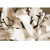 Fototapeta aksamitna natura liliowca w kolorze sepii