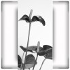 Fototapeta czerwone Anturium - zmiana koloru na czarno biały