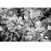 Fototapeta białe kwiaty jabłoni