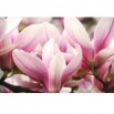 Fototapeta wiosna magnoliowca