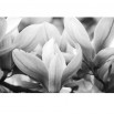 Fototapeta wiosna magnoliowca - czarno biała