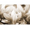 Fototapeta wiosna magnoliowca w kolorze sepii