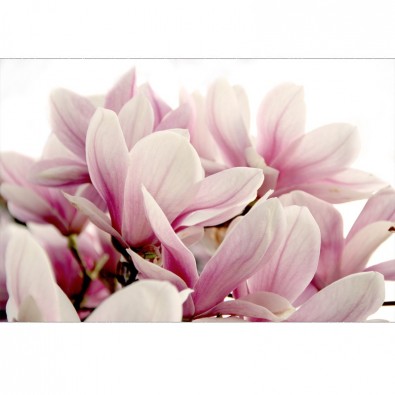 Fototapeta magnoliowa etiuda