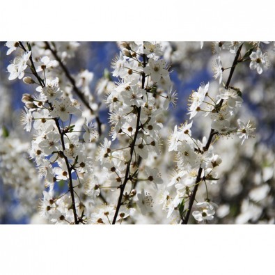 Fototapeta białe kwiatuszki jabłoni