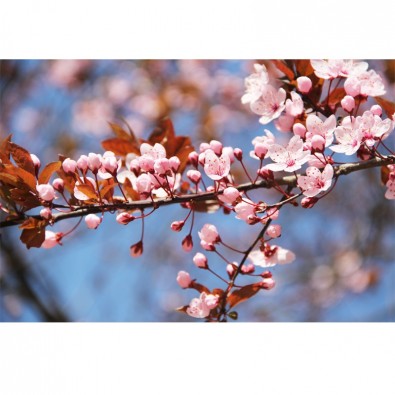 Fototapeta wiśnia - małe kwiatki na gałązce