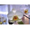 Fototapeta okno z orchideą