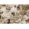 Fototapeta białe kwiaty w sepii