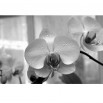 Fototapeta okno z orchideą w kolorze czarno białym