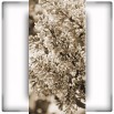 Fototapeta kwiaty bzu w sepii