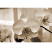 Fototapeta okno z orchideą w kolorze sepii
