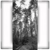 Fototapeta las sosnowy czarno biała