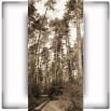 Fototapeta las sosnowy w sepii