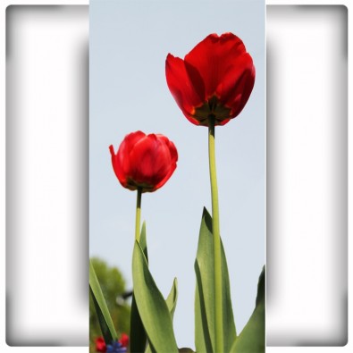 Fototapeta wysokie tulipany