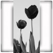 Fototapeta wysokie tulipany czarno biała
