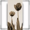 Fototapeta wysokie tulipany w sepii