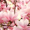 Fototapeta sonata magnolii