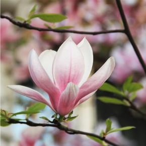 Fototapeta gałązka magnolii