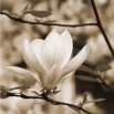 Fototapeta gałązka magnolii w kolorze sepii