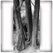 Fototapeta trzy drzewa w kolorze czarno białym