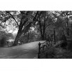 Fototapeta czarno biała most w parku 