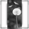 Fototapeta białe dmuchawce - zmiana koloru na czarno biały