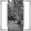 Fototapeta brzozowa polana czarrno biała