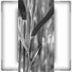 Fototapeta brązowa trawa- zmiana koloru na czarno biały
