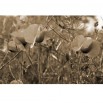 Fototapeta dekoracyjne maki w zbożu - opcj w sepii