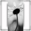 Fototapeta Margerytka w kolorze czarno białym