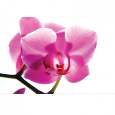 Fototaepta sonata orchidei