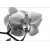 Fototaepta sonata orchidei w kolorze czarno białym