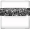 Fototapeta filetowe krokusy - zmiana koloru na czarno biały