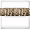 Fototapeta szeroka brzezina w odcieniach sepii