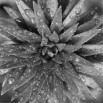 Fototapeta roślina - zmiana koloru na czarno biały