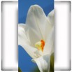 Fototapeta duży biały kwiat - pionowa