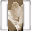Fototapeta duży biały kwiat - pionowa