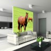 Koń | Fototapeta zwierzęta