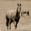 Koń | Fototapeta zwierzęta