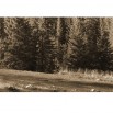 Fototapeta polana w lesie